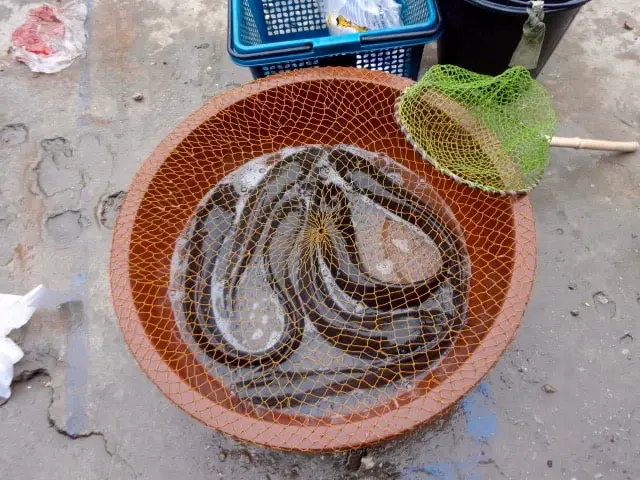 Live eels or fish ready to be taken home.