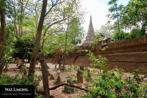 The forest setting and tunnels of Wat Umong give provide the visitor a very different atmosphere.