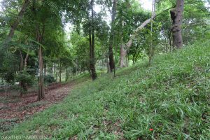 The cThe Wiang Chet Lin city wall running along the edge of Huay Kaew Arboretum.ity wall running along the edge of Huay Kaew Arboretum.