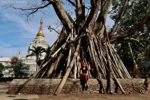 The bodhi tree found at Wat Kanthom