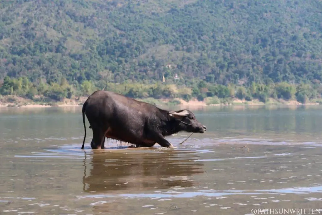 Water buffaloes relaxing in the Mekong River