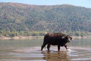 Water buffaloes relaxing in the Mekong River