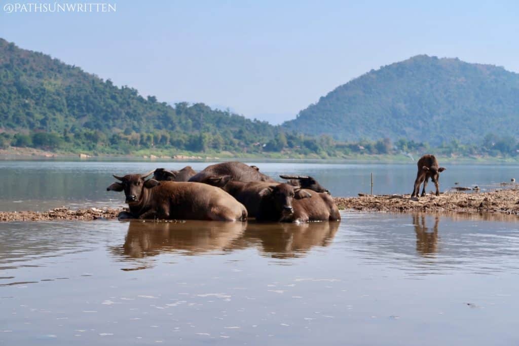 Water buffaloes relaxing in the Mekong River