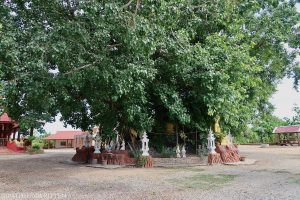 The shrine around the bodhi tree