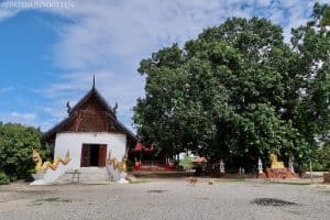 The traditional (possibly renovated) viharn and bodhi tree of Wat Sadue Muang
